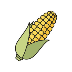 Freshly harvested corn on the cob with vibrant yellow kernels and green husks against a plain background