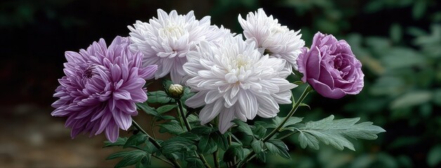A vibrant bouquet of white chrysanthemums and deep purple roses shines against a dark backdrop, embodying classical beauty
