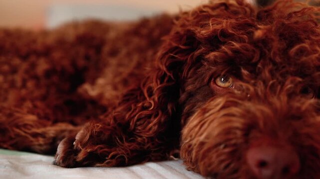 Adorable lagotto romagnolo dog slowly waking up