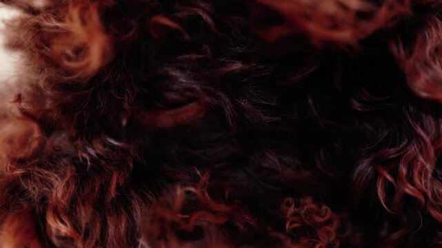 Close up of lagotto romagnolo dog blinking eye