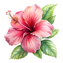 Obraz premium Hibiscus flower watercolor isolated on transparent background, tropical floral illustration for decoration, design, and botanical art