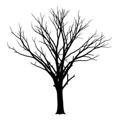 Obraz premium Silhouette of a bare deciduous tree with intricate branching patterns against a stark white background