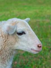 white lamb with charming look close up