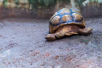 A turtle is laying on the ground