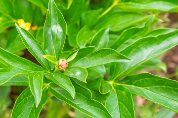 A leafy green plant with a small flower bud