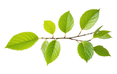 Fototapeta premium Vibrant Green Leaves on a Stem, Cut Out, Clipping Path, Isolated on a Transparent PNG Background.