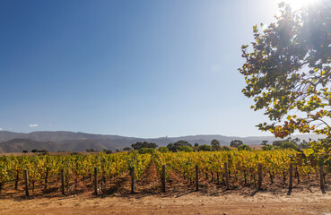 Naklejka premium Sunny California vineyard landscape with green vines, blue sky