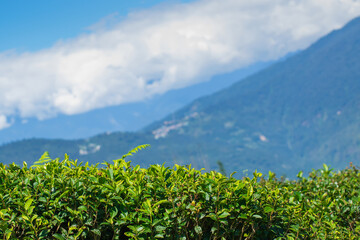 Temi tea garden of Ravangla, Sikkim, beautiful vast tea plantation on gradually sloping field with mountains and blue sky in the background. It is only tea garden in Sikkim, one of the world's best.