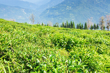 Temi tea garden of Ravangla, Sikkim, beautiful vast tea plantation on gradually sloping field with mountains and blue sky in the background. It is only tea garden in Sikkim, one of the world's best.
