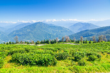 Temi tea garden of Ravangla, Sikkim, beautiful vast tea plantation on gradually sloping field with mountains and blue sky in the background. It is only tea garden in Sikkim, one of the world's best.