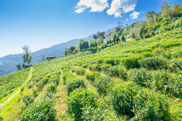 Temi tea garden of Ravangla, Sikkim, beautiful vast tea plantation on gradually sloping field with mountains and blue sky in the background. It is only tea garden in Sikkim, one of the world's best.