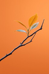 Fototapeta premium A minimalist shot of a single small straight black tree branch with a single vibrant leaf on it against a clean orange background