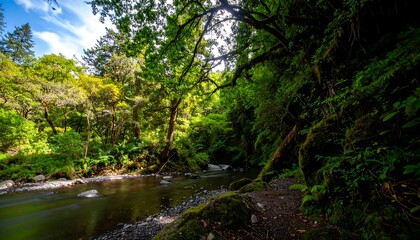 Obraz premium Lush green forest with a tranquil stream flowing through it, sunlight dappling through the canopy