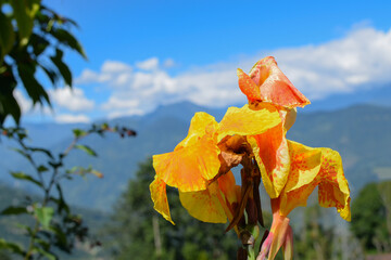 Canna Yellow King Humbert flowers, Canna lily with clear blue sky and Himalayan mountains as backdrop, Rinchenpong, Sikkim, India.