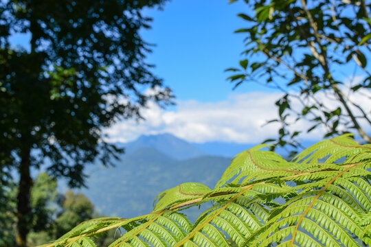 Fronds of a tree fern, species from genus Cibotium, Sphaeropteris, with the backdrop of clear blue sky and Himalayan mountains, Rinchenpong, Sikkim, India.