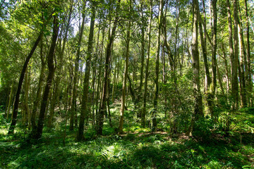 Lush green forest Poison Lake, Poison Pokhari. Lepchas,natives poisoned water of pond, main source of water using herbs, thus killing almost half of exploring British army. Rinchenpong, Sikkim, India.