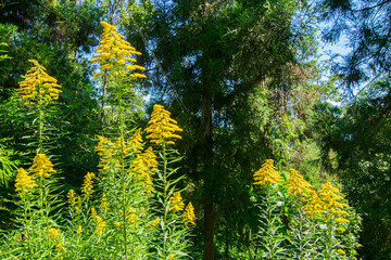 Canada Goldenrod, Solidago canadensis, yellow coloured flowers, growing beside road to Rinchenpong monastery, Sikkim, India.