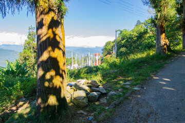 Beautiful tree beside road to Rinchenpong monastery, Sikkim, India. Play of light on tree trunk.