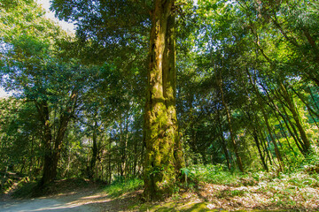 Beautiful tree beside road to Rinchenpong monastery, Sikkim, India