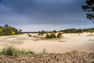 A golden summer sunset bathes the sandy trails and lush forests of Schoorlse Duinen, Netherlands, casting long shadows and painting the dunes in warm, glowing hues