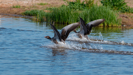 Fototapeta premium Two greylag geese skimming across the surface of a calm body of water, wings fully extended and splashing as they take off or land. The dynamic motion contrasts with the peaceful wetland background.