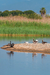 Various bird species resting on a small sandy island in a wetland. A cormoran stand with wings outstretched, surrounded by gulls and ducks or geese. 