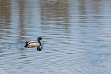 Male mallard duck (Anas platyrhynchos) swimming in a calm body of water, with ripples and reflections enhancing the peaceful atmosphere. 