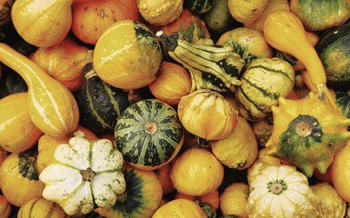 Variety of pumpkins