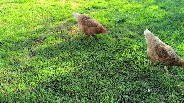 Young Loman Brown chickens in the pen eating food and pecking