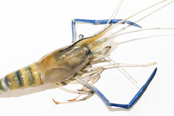 A shrimp is shown in a close up on a white background.