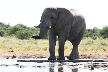Fototapeta premium Elefantenbulle (loxodonta africana) am Wasserloch Tsumcor im Etoscha Nationalpark