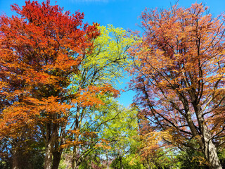 Colorful Spring Trees in Full Bloom Against a Blue Sky