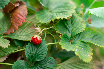 red strawberry is sitting on a leaf. The leaf is green and has a few brown spots