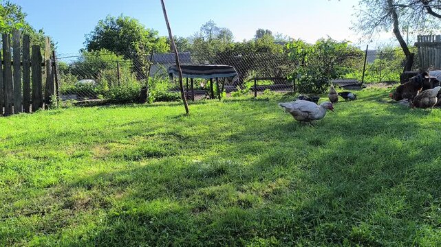 Young Loman Brown chickens in the pen eating food and pecking