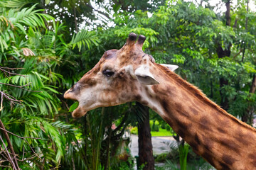 A giraffe is eating a leaf from a tree. The giraffe is brown and white with a long neck