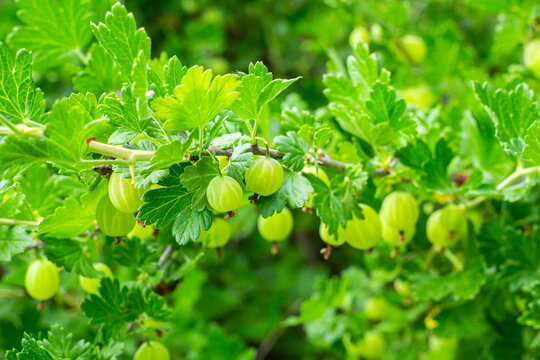 A branch of green leaves with small green berries