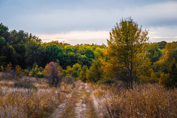 Fototapeta premium Dense forest line under a heavy overcast sky