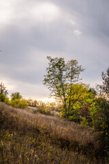 Fototapeta premium Lone autumn tree on a grassy hillside under cloudy sky