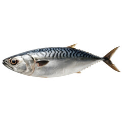 Obraz premium Fresh mackerel fish with silver skin and dark stripes on transparent background