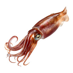 Fototapeta premium Fresh squid with vibrant colors against a stark studio shot on transparent background