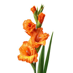 Vibrant deep orange gladiolus flower stem with glossy green leaves isolated