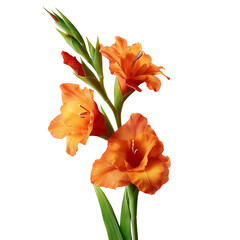 Vibrant deep orange gladiolus flower stem with glossy green leaves detailed macro view