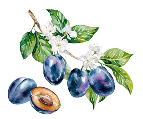 Plums on flowering branch with green leaves, whole and sliced fruits hand drawn watercolor illustration isolated on white. Ripe fresh prunes clipart for food, harvest, garden design, packaging, menu