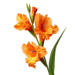 Vibrant deep orange gladiolus flower stem with glossy green leaves on black
