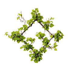 Lush green vine artfully arranged into a striking geometric diamond pattern