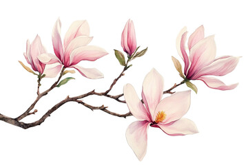 Obraz premium Watercolor painting of a magnolia branch with pink flowers.