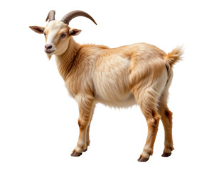 Fototapeta premium Portrait of a Charming Domestic Goat with Soft Creamy Fur