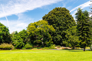 A vast green grass meadow stretching towards the horizon with a trees