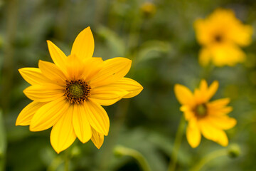 yellow flowers in a garden - natural summer background