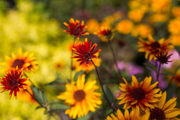 rudbeckia flowers in the garden - soft focus